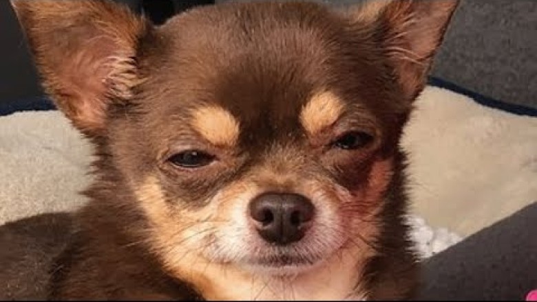 This woman adopted a judgmental chihuahua.