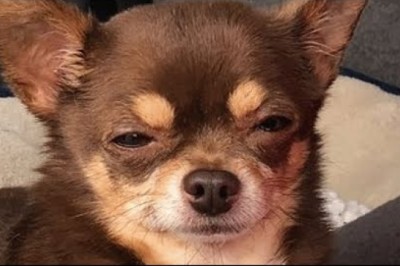 This woman adopted a judgmental chihuahua.