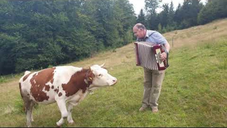 Cow in love with accordion