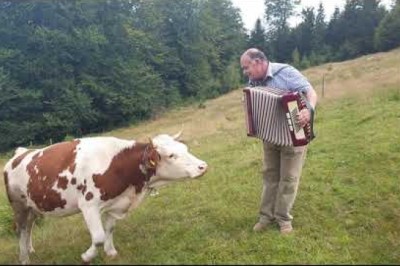 Cow in love with accordion
