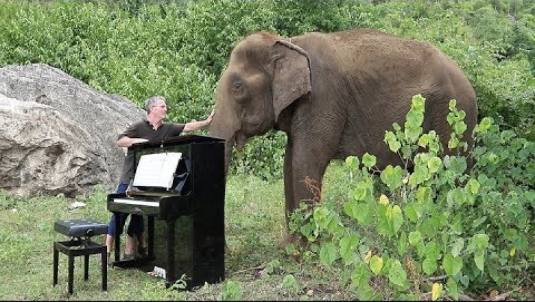 Debussy "Clair de Lune" on Piano for 80 Year Old Elephant