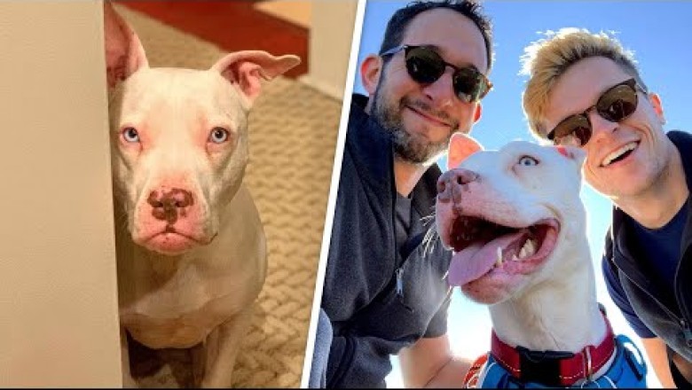 Nobody visited deaf shelter dog.