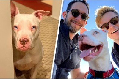 Nobody visited deaf shelter dog.