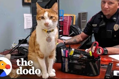 Police Cat Keeps A Close Eye On All The Officers