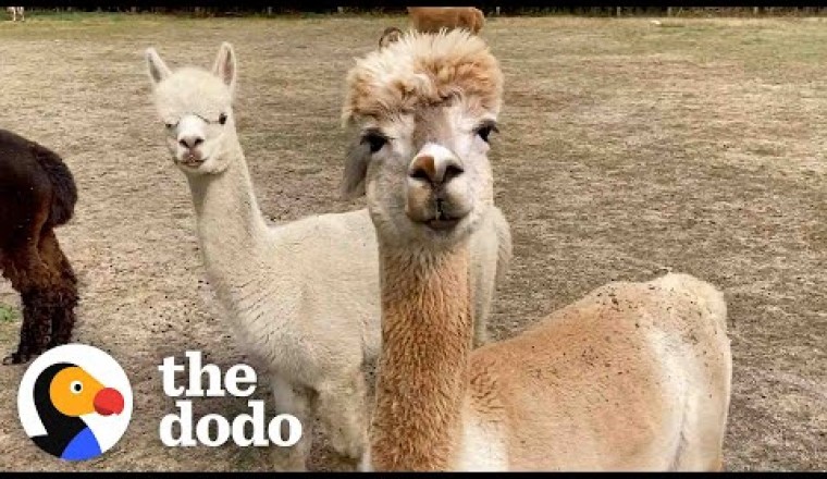 Alpaca Won’t Leave His Sick Friend’s Side