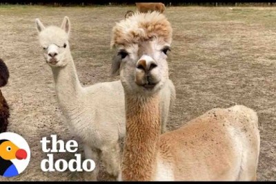 Alpaca Won’t Leave His Sick Friend’s Side