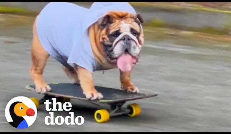 Bulldog Obsessed With His Skateboard