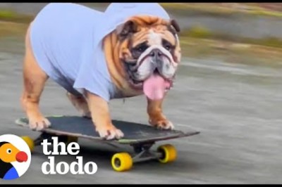 Bulldog Obsessed With His Skateboard