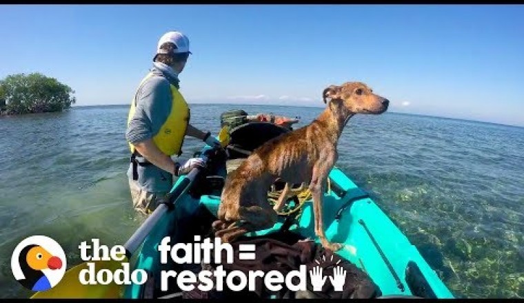 Dog on Remote Island Near Belize is Rescued and Brought Home
