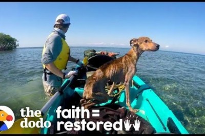 Dog on Remote Island Near Belize is Rescued and Brought Home