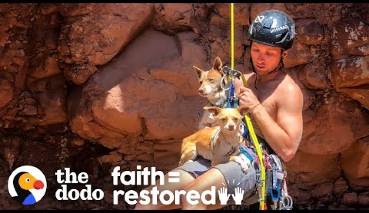 Guy Rappels Into Canyon To Save Abandoned Dogs
