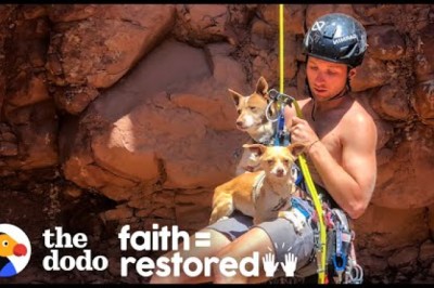 Guy Rappels Into Canyon To Save Abandoned Dogs