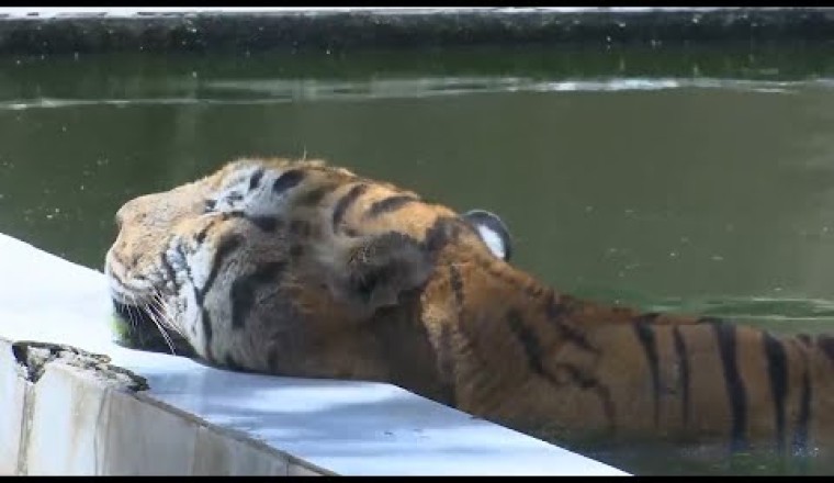 How Staff Keep Animals Cool at This Zoo