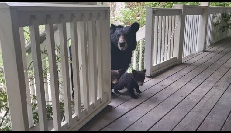 Mama Bear Simone and Cubs