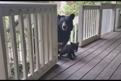 Mama Bear Simone and Cubs
