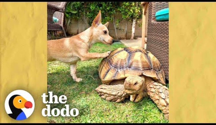 Puppy Brings His Favorite Toys To His Tortoise BFF Everyday