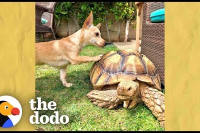 Puppy Brings His Favorite Toys To His Tortoise BFF Everyday