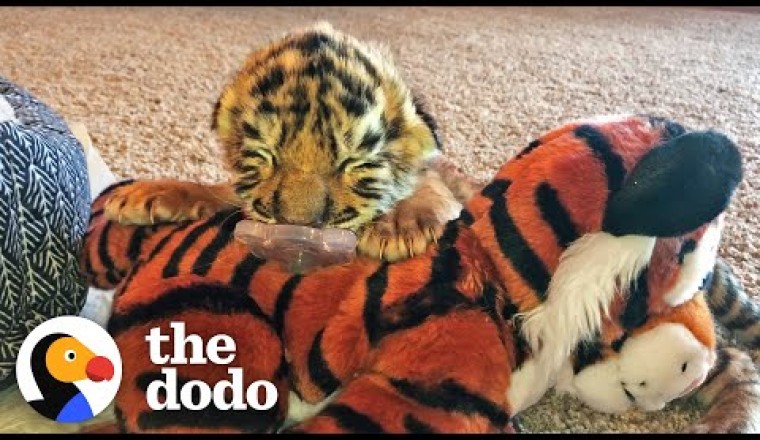 Tiniest Tiger Cub Is A Wild Man Now
