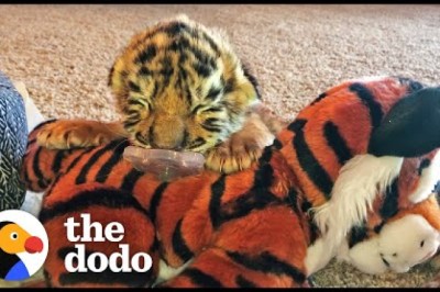 Tiniest Tiger Cub Is A Wild Man Now