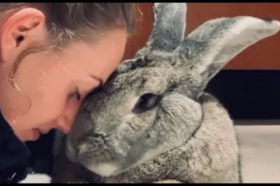 Senior bunny is having existential crisis