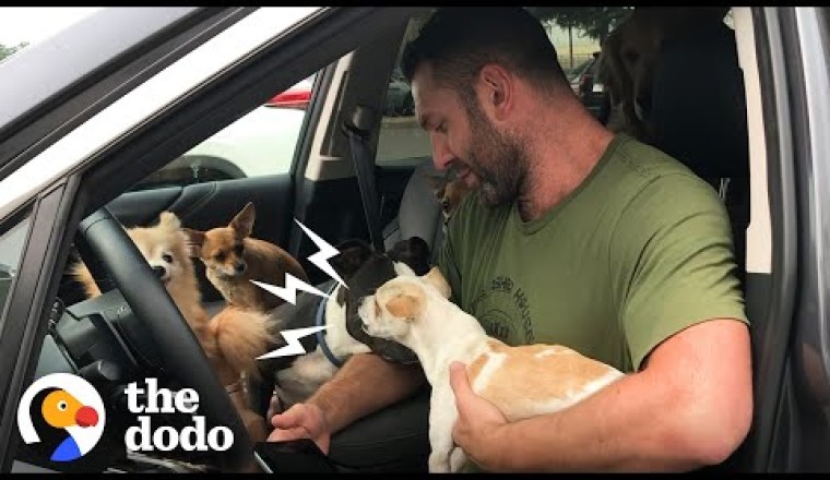 Snarling Rescue Chihuahua Becomes A Daddy's Boy