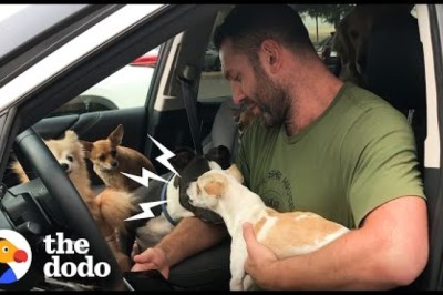 Snarling Rescue Chihuahua Becomes A Daddy's Boy