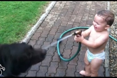 Babies Laughing At Pets