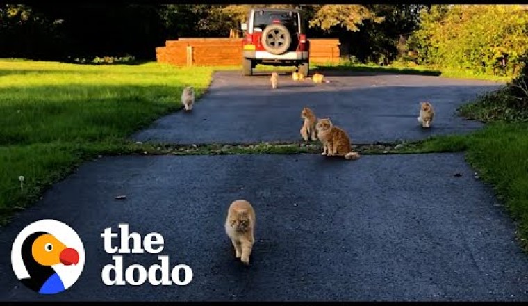 Couple Buys A Farmhouse That Came With 16 Cats