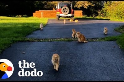 Couple Buys A Farmhouse That Came With 16 Cats