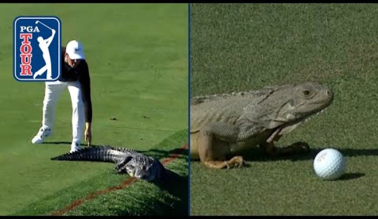 Gators. Snakes. Dragons?! Best reptile encounters on PGA TOUR