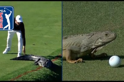 Gators. Snakes. Dragons?! Best reptile encounters on PGA TOUR