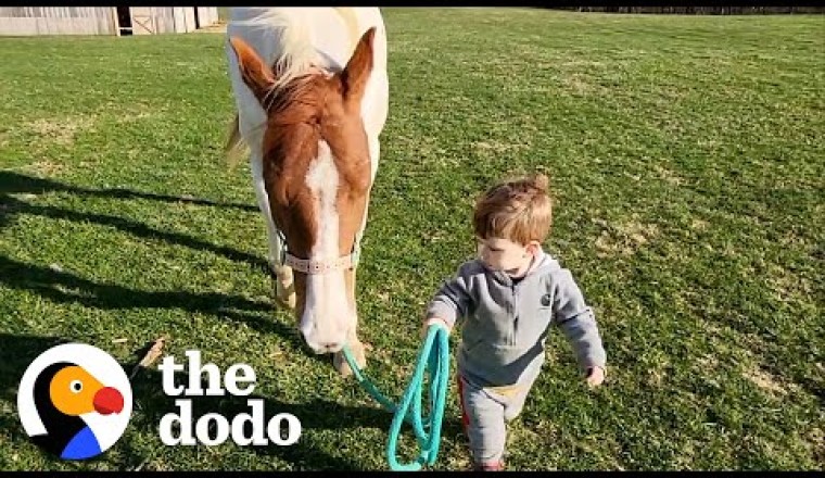 Horse Comes Running When Little Boy Calls Her Name
