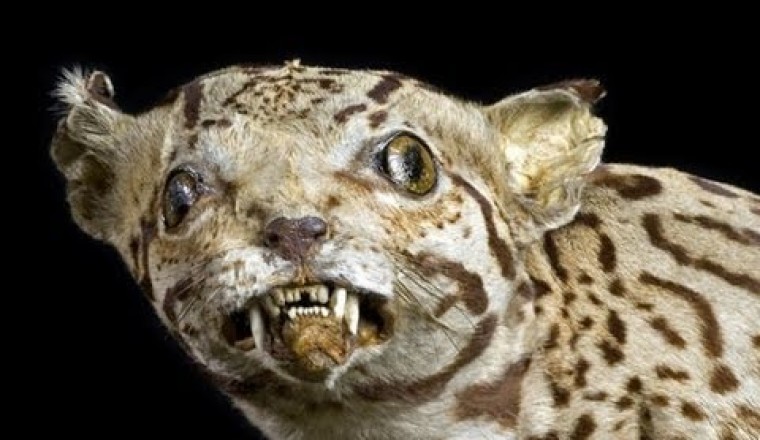 Why Don't We Taxidermy Humans?