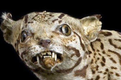 Why Don't We Taxidermy Humans?