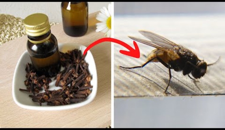 Put This In Your House And You'll Never See Flies Or Mosquitoes Again