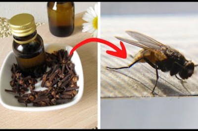 Put This In Your House And You'll Never See Flies Or Mosquitoes Again