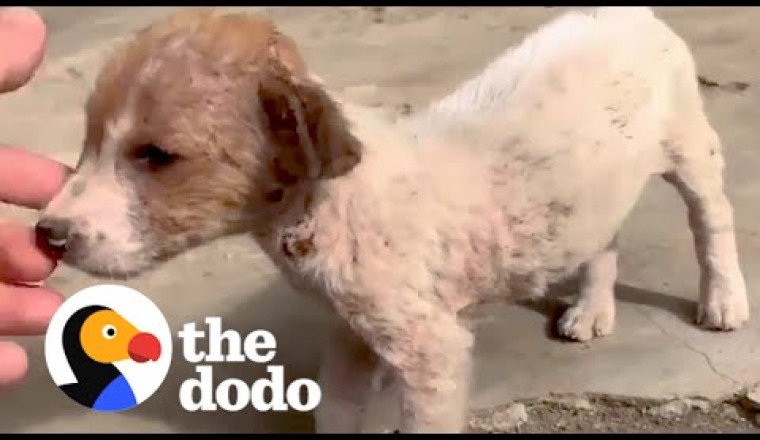Tiny Stray Dog Wanders Up To Couple On Vacation