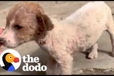 Tiny Stray Dog Wanders Up To Couple On Vacation