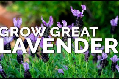 5 Tips to Growing Lavender Perfectly No Matter Where You Live