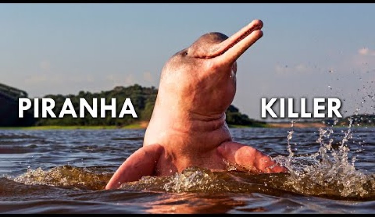 Amazon River Dolphins: Pink Freshwater Dolphins That Eat Piranhas