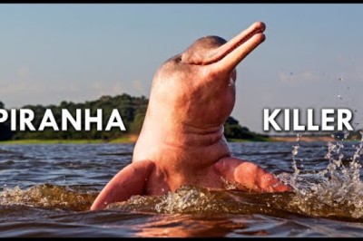Amazon River Dolphins: Pink Freshwater Dolphins That Eat Piranhas