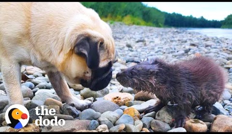 Baby Otter Learns To Swim With A Family Of Dogs