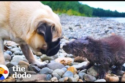 Baby Otter Learns To Swim With A Family Of Dogs