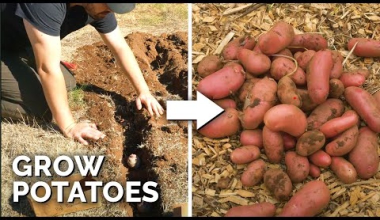 EASIEST Way to Grow Potatoes