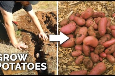 EASIEST Way to Grow Potatoes