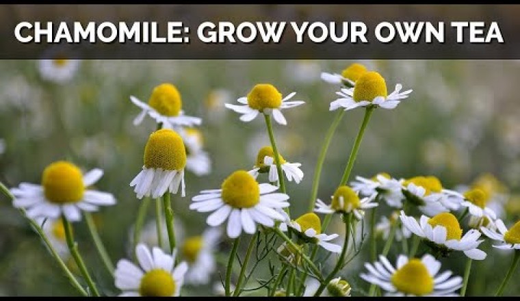 How to Grow Chamomile From Seed (And Make Your Own Tea)