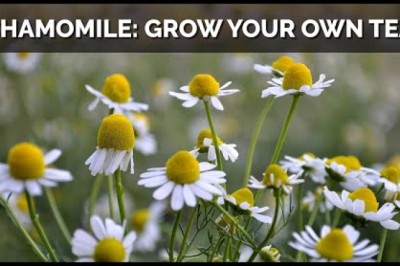 How to Grow Chamomile From Seed (And Make Your Own Tea)