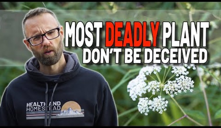 Most Dangerous And Toxic Plant. Symptoms, Suffering, Remedy?