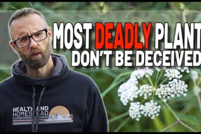 Most Dangerous And Toxic Plant. Symptoms, Suffering, Remedy?