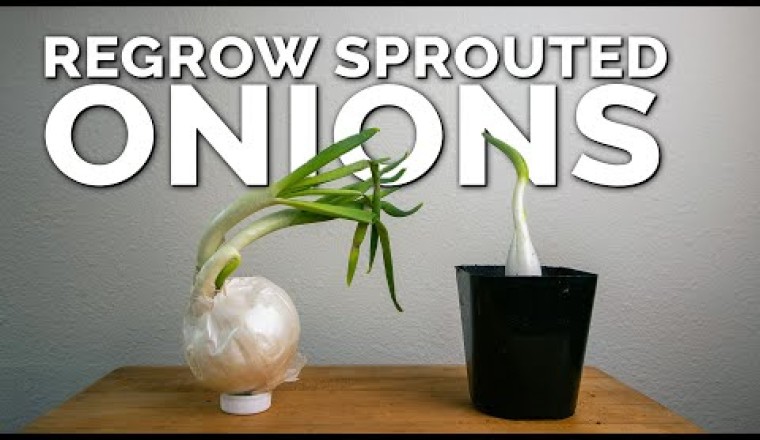 Weird Way to Regrow Onions For Better Results!
